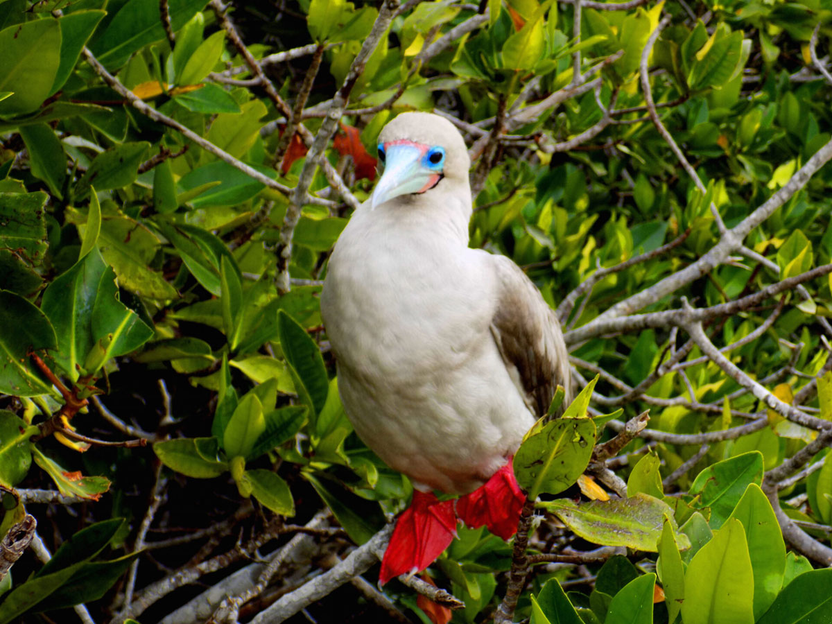 Red Footed Booby Genovesa Galapagos