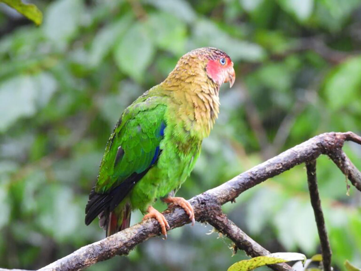Rose faced parrot