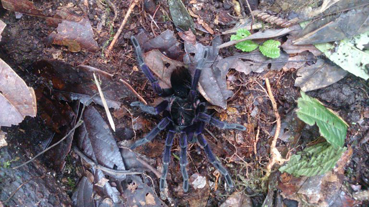 Santa Lucia Tarantula Ecuador