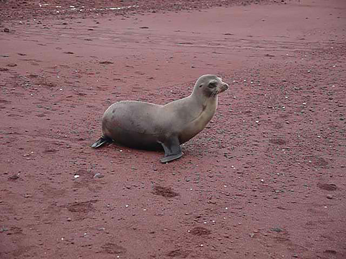 Sea lion on red Galapagos beach