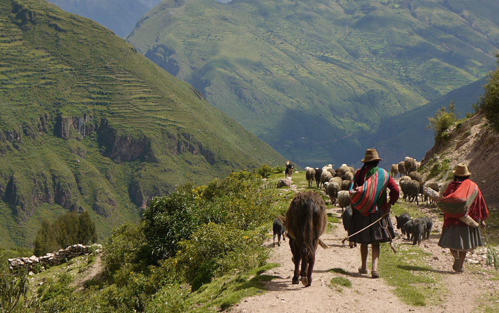 sheep day walk sacred valley peru
