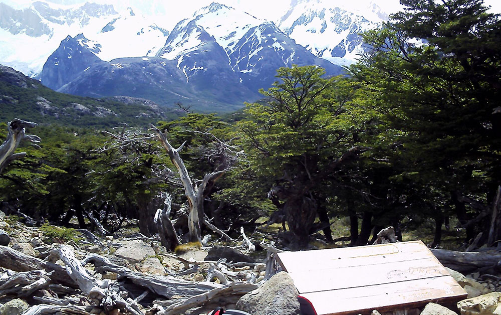 southern beech forest fitzroy patagonia argentina