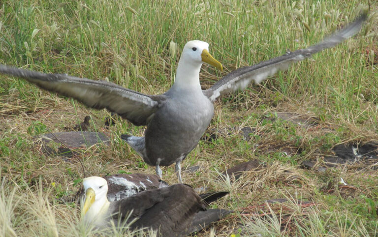 waved albatross galapagos islands