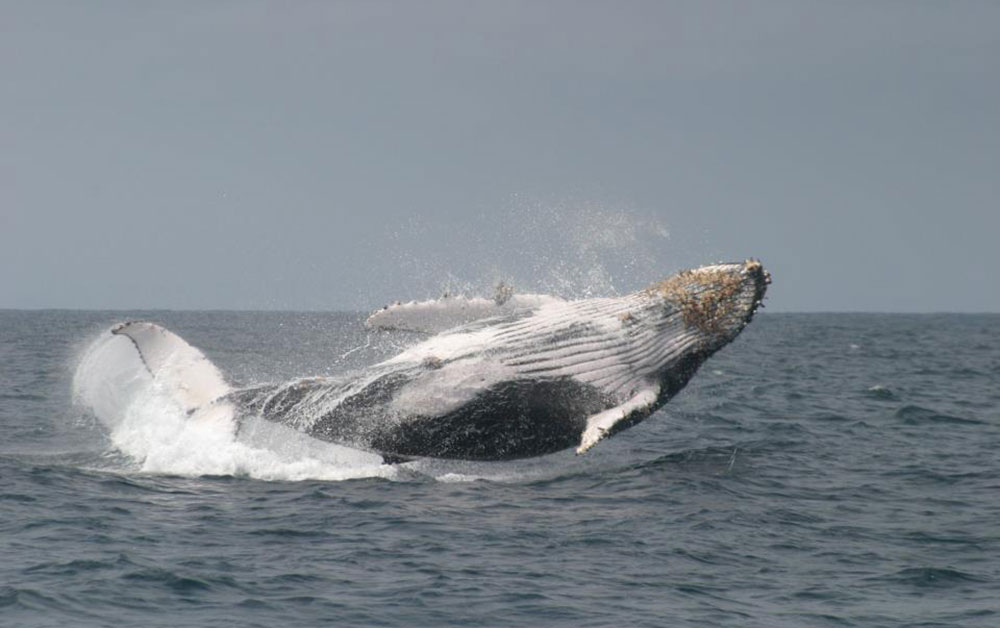 whale ecuador