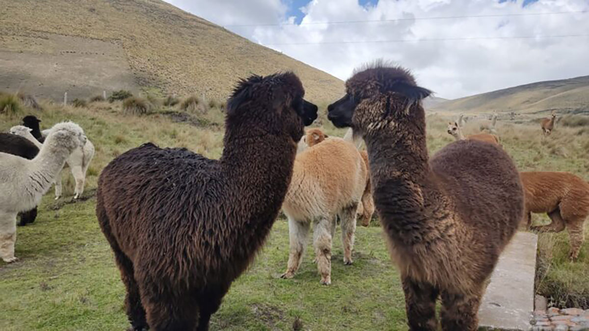 Alpacas Kissing Chimborazo Ecuador