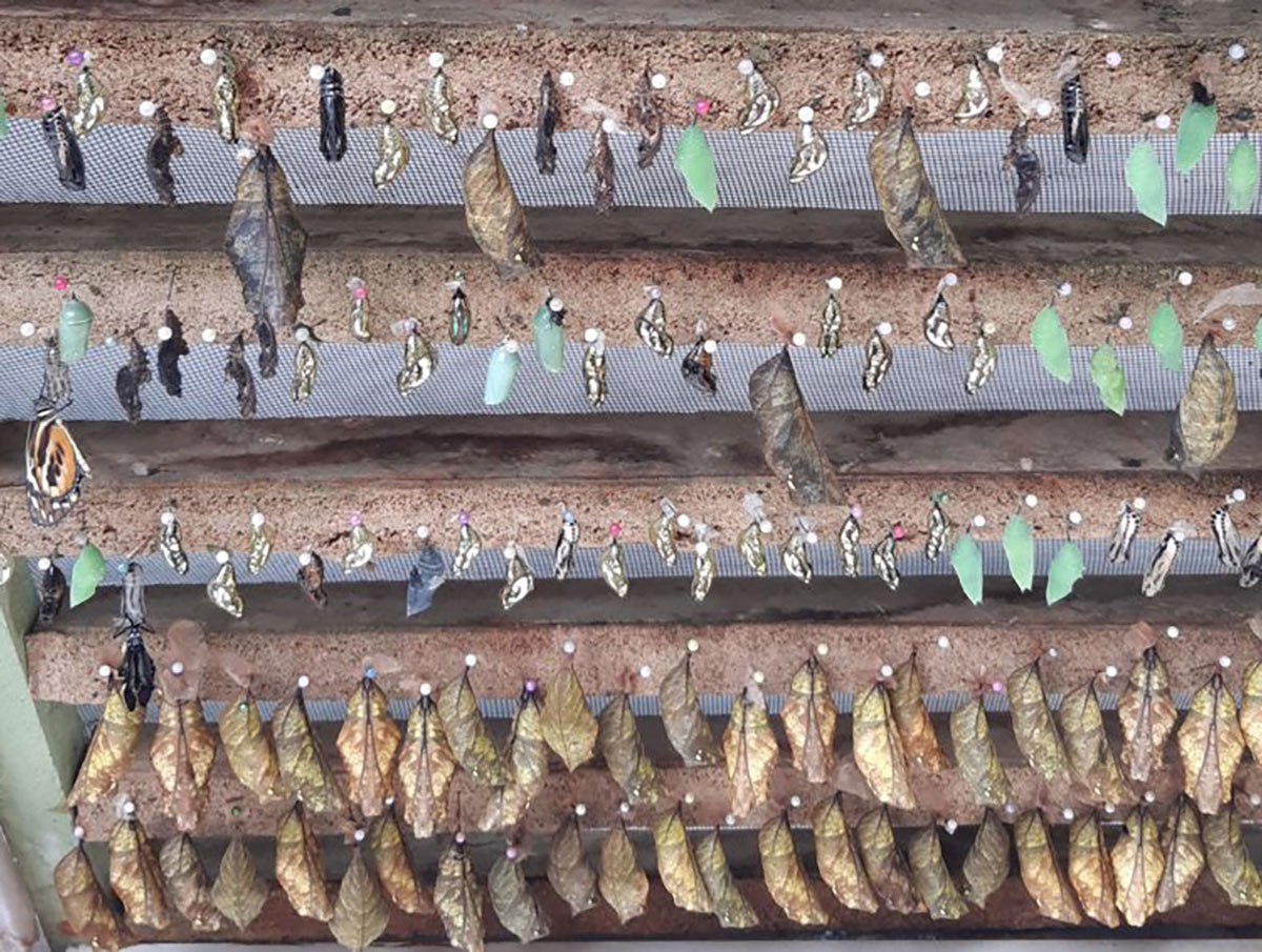 Butterfly cocoons at Mindo cloud forest lodge, Ecuador