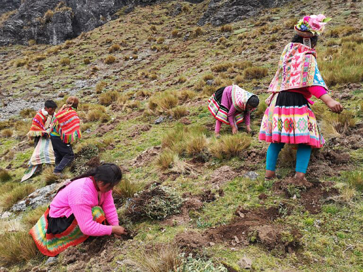 Chalhuacocha Ollantaytambo Cusco ECOAN tree planting kids planting
