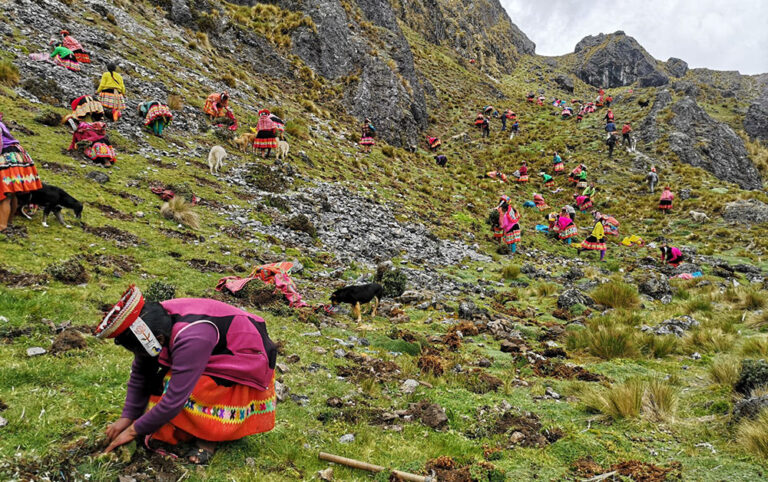 Chalhuacocha Ollantaytambo Cusco ECOAN tree planting lots of people on hillside