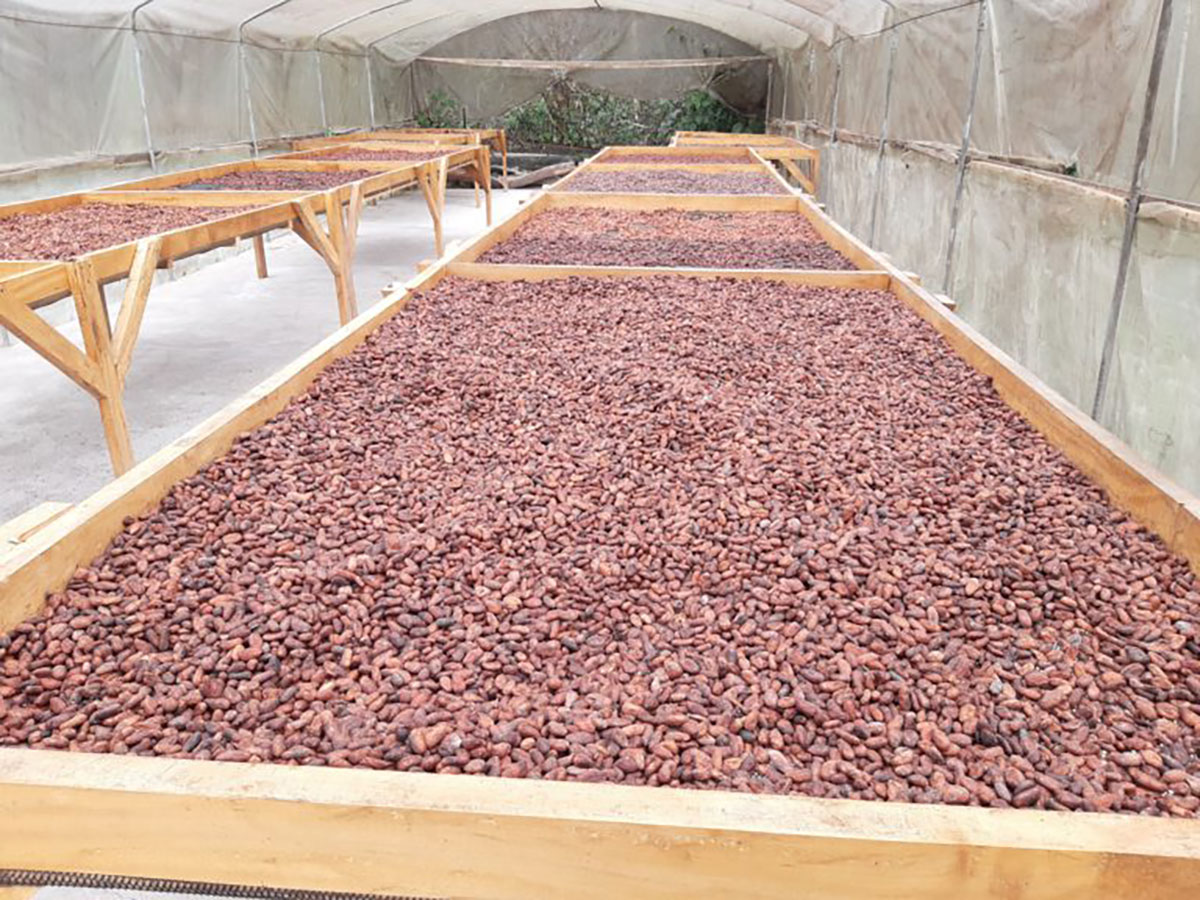 Chocolate beans at El Quetzal, Mindo, Ecuador