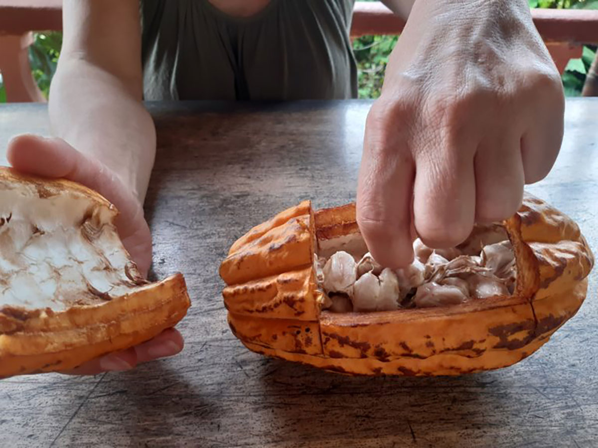 Chocolate tasting at El Quetzal, Ecuador