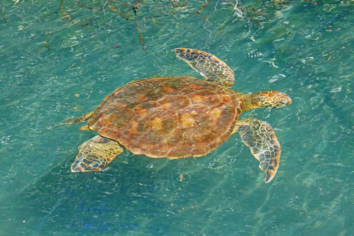 Galapagos Islands, Isabela, Hawksbill Turtle swimming