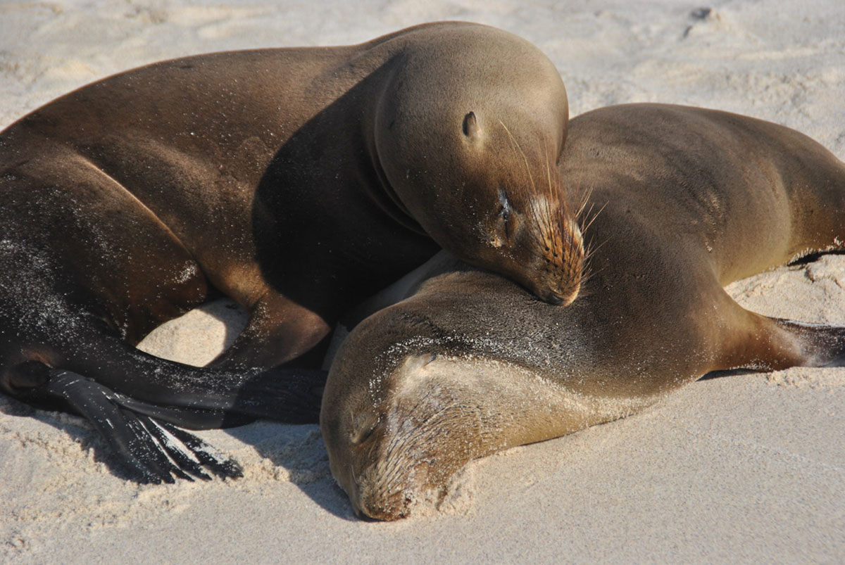 Galaxy Chinese Hat Sea Lions Galapagos Islands