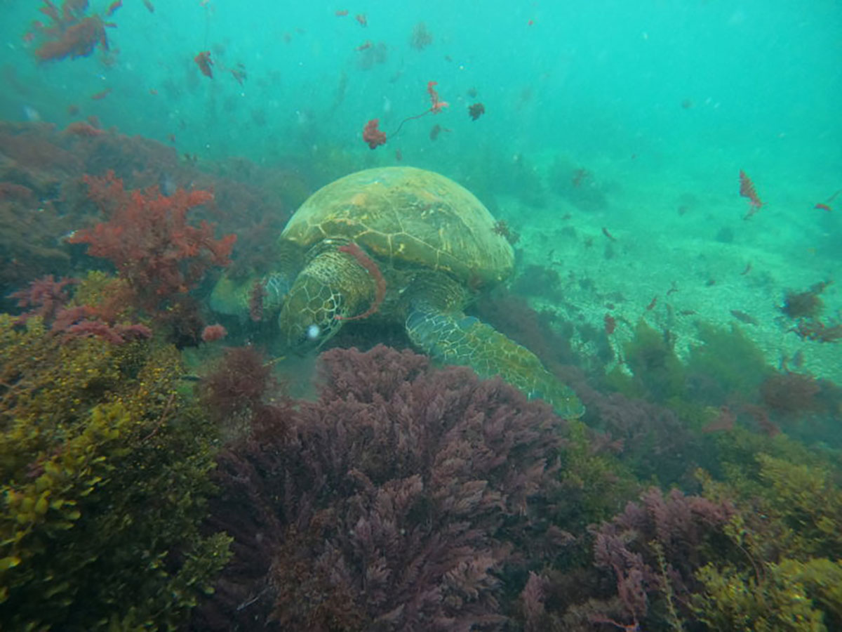 Galaxy Swimming With Turtles Galapagos Islands