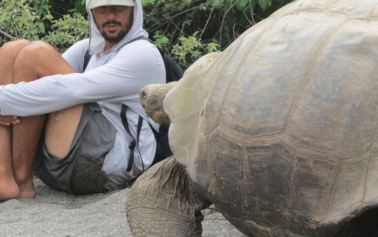 Giant male tortoise and person Urbina Bay Galapagos