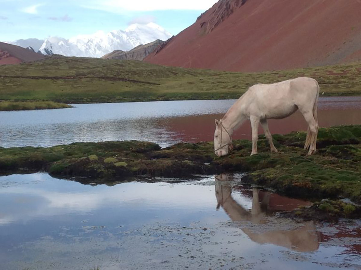 Pack horse grazing with Ausangate peak behind