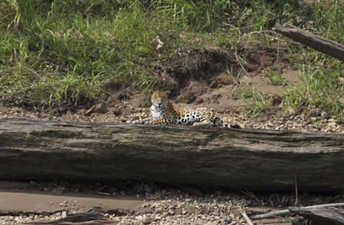 Jaguar spotting in Amazon rainforest, Peru