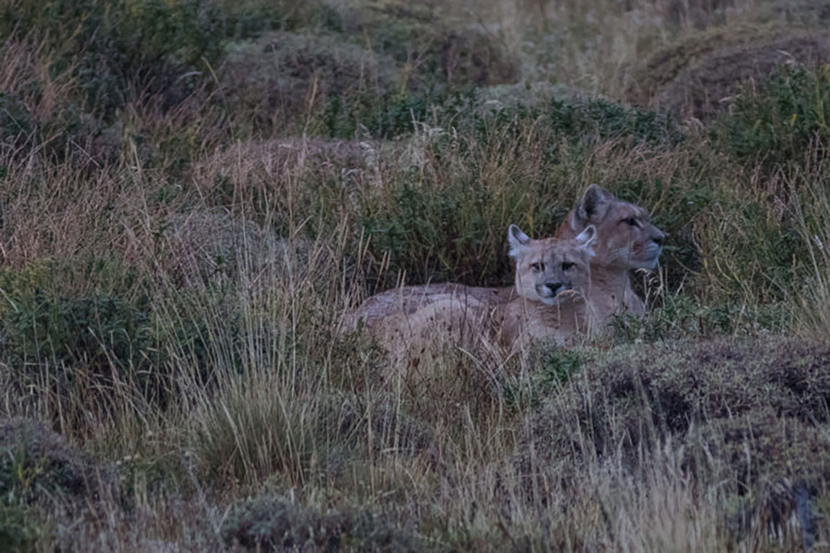 Puma Spotting At Hotel Las Torres Patagonia Chile