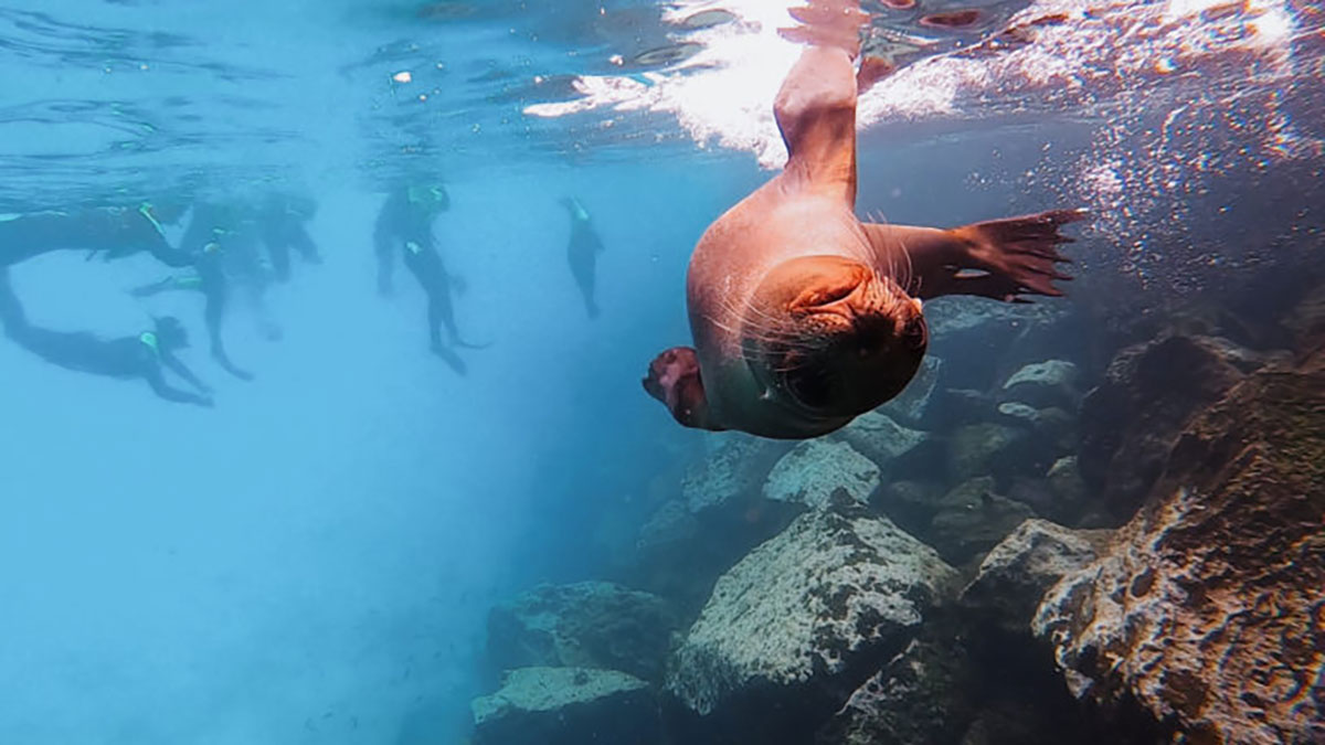 Sea Lion And Snorkelling Santa Fe Galapagos Islands