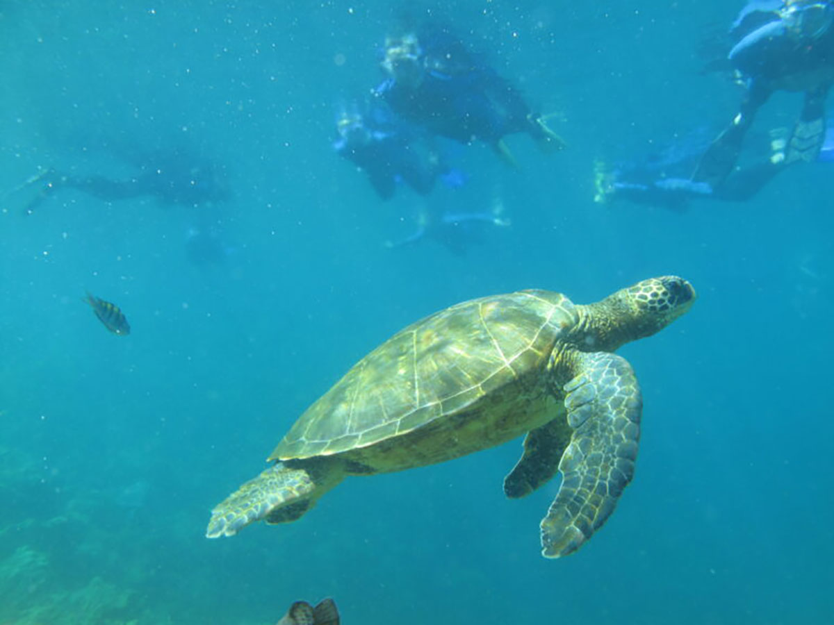 Snorkelling With A Turtle Samba Galapagos Cruise Galapagos Islands