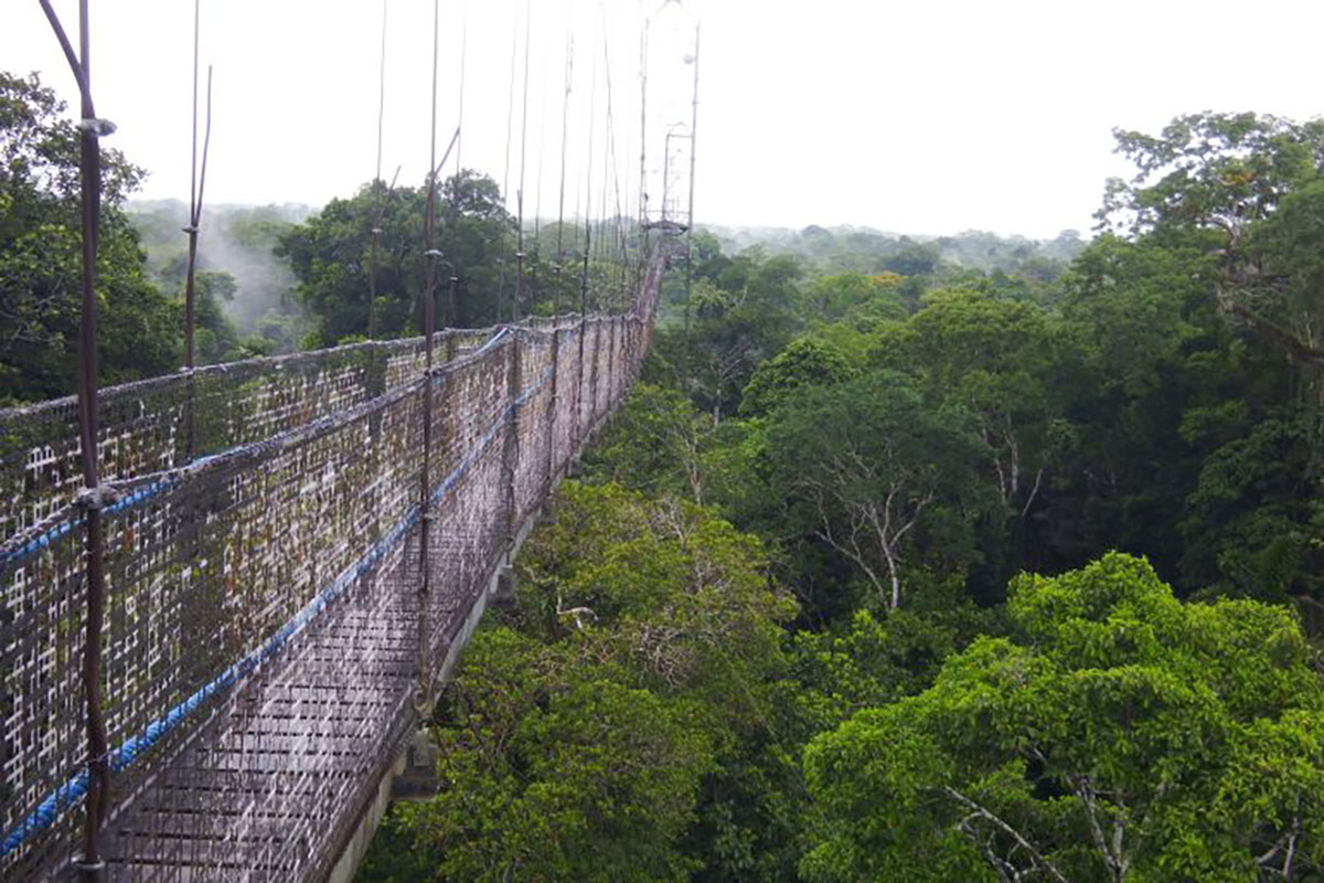 Canopy walkway at Sacha Ecuador