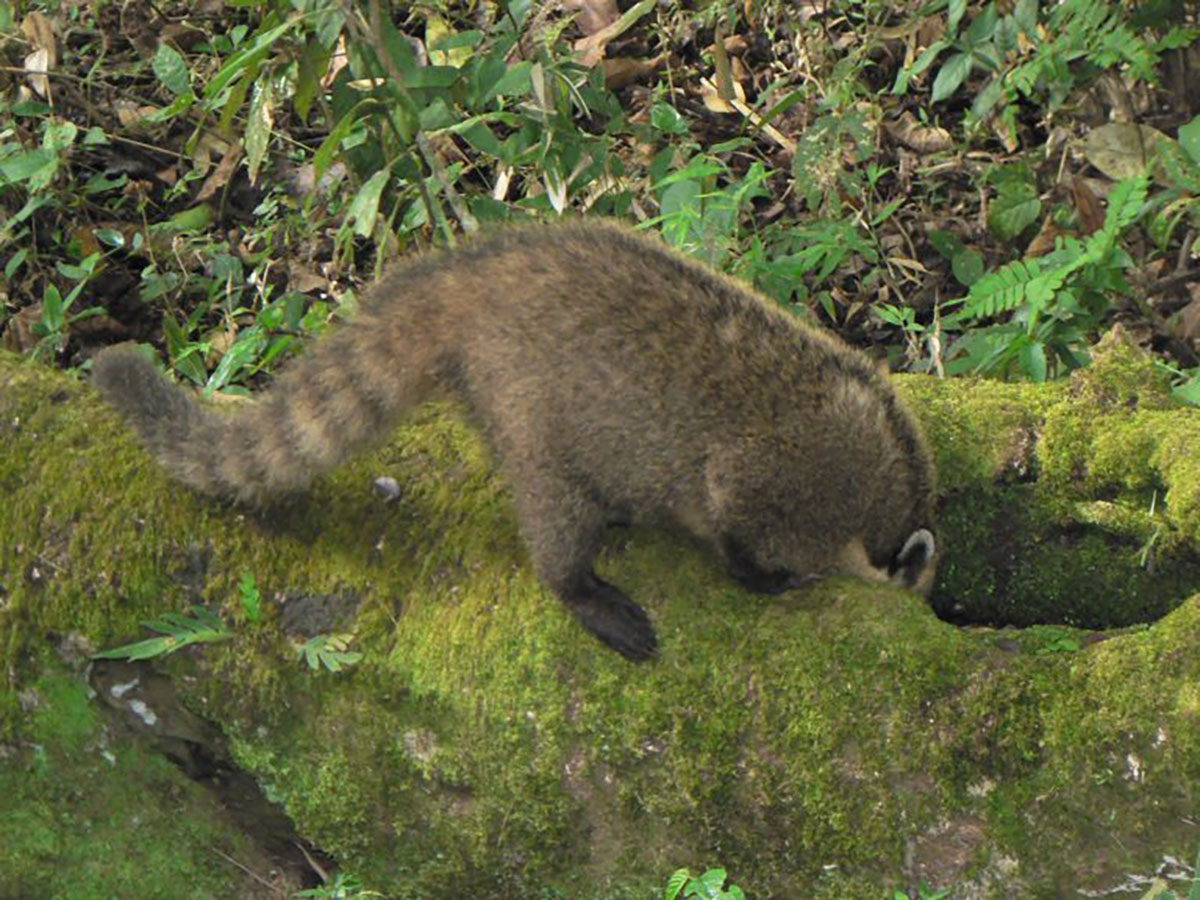 Coati Iguazu Falls Argentina