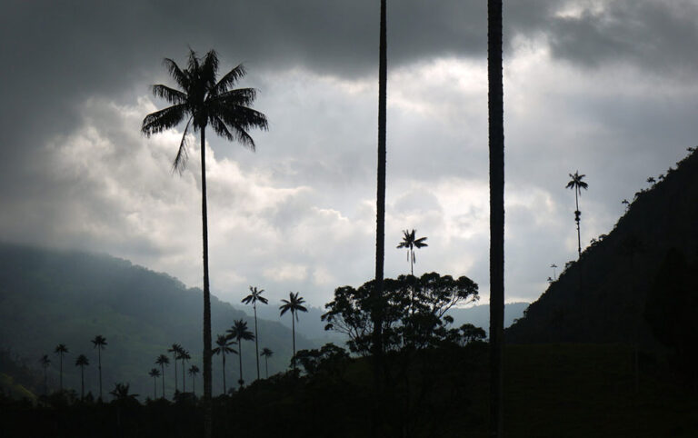 cocora plams colombia
