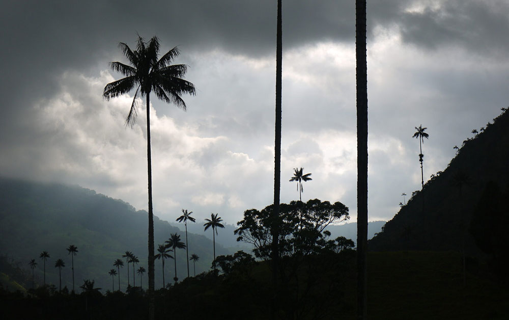cocora plams colombia