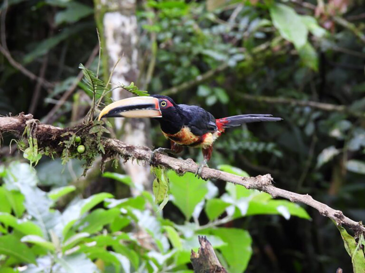 Coloured Aracari Mindo Cloud Forest Ecuador