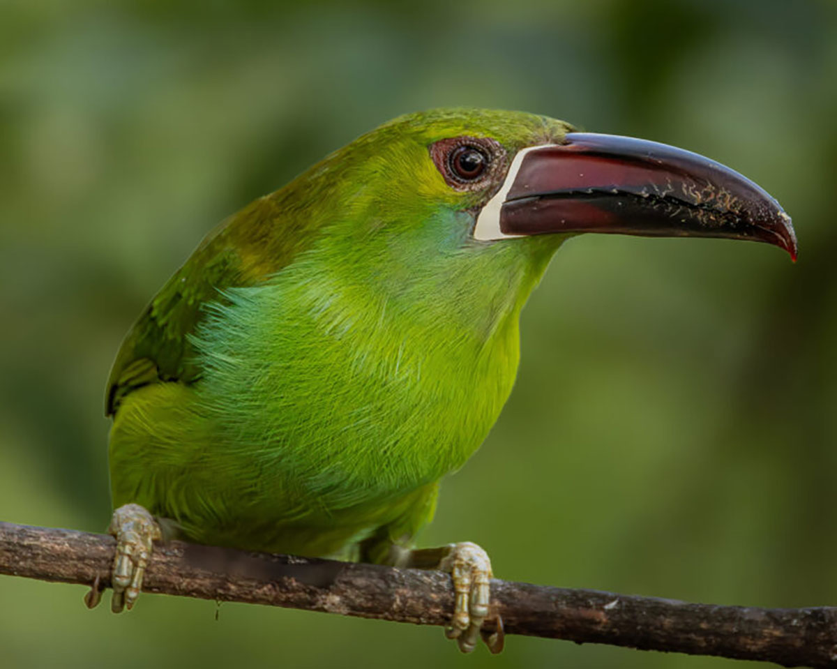 Crimson Rumped Toucanet Close Mindo Cloud Forest Ecuador