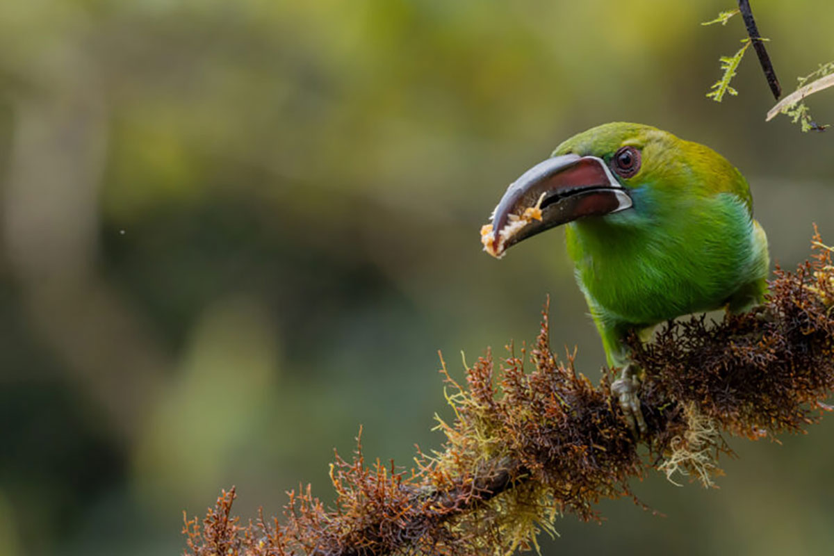 Crimson Rumped Toucanet Mindo Cloud Forest Ecuador