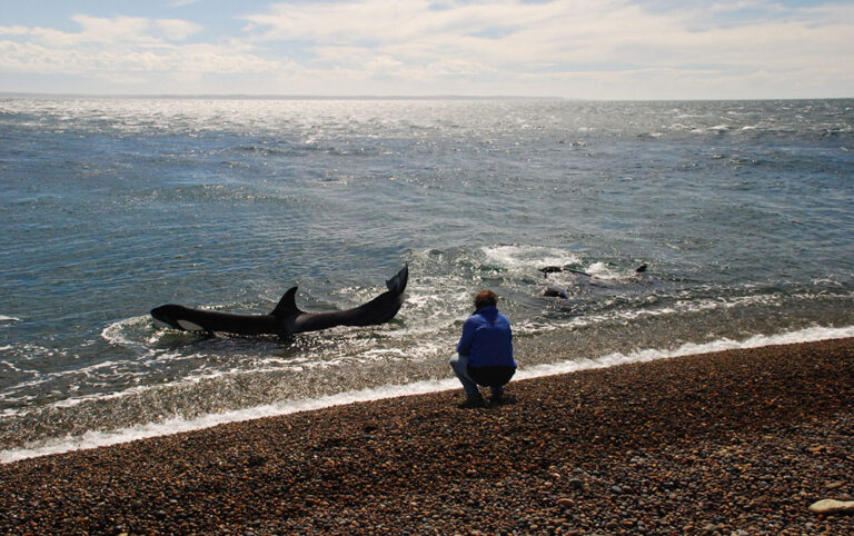 el pedral orcas at beach peninsula valdes argentina