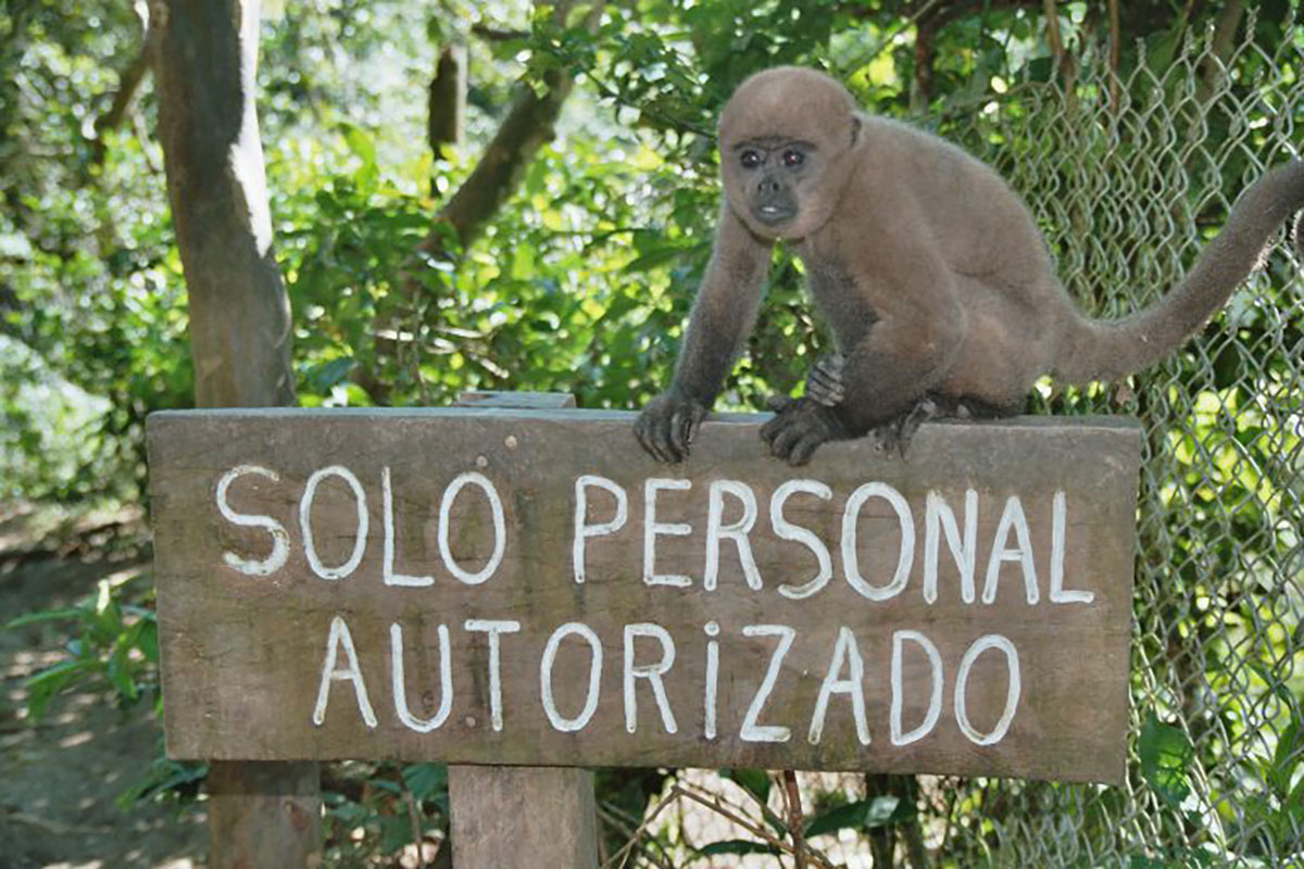 Liana Lodge Monkey Sign Ecuador