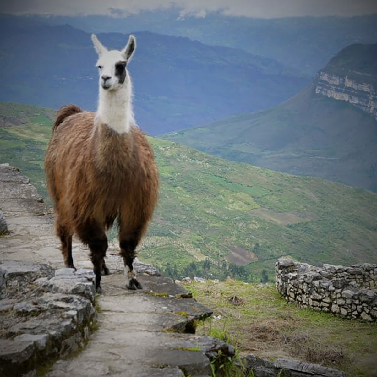 Llama At Kuelap Peru