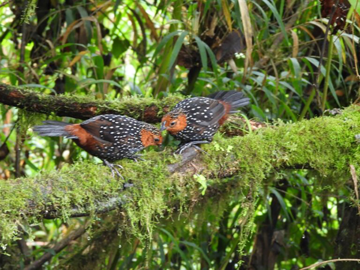 Ocellated tapaculos