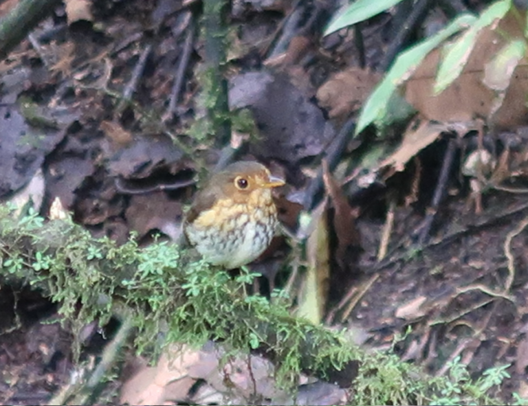 Shakira, the Ochre-breasted Antpitta