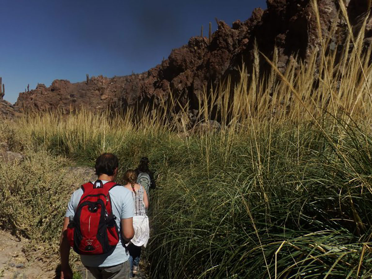 Pampa grass, Quebrada, Atacama, Chile