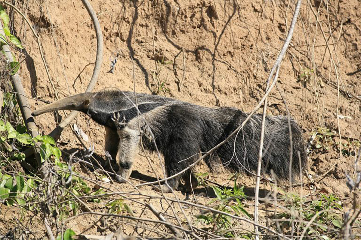 Pantiacolla giant anteater Manu Peru