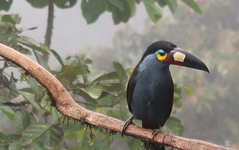plate billed mountain toucan on branch guaycapi lodge mindo cloud forest ecuador