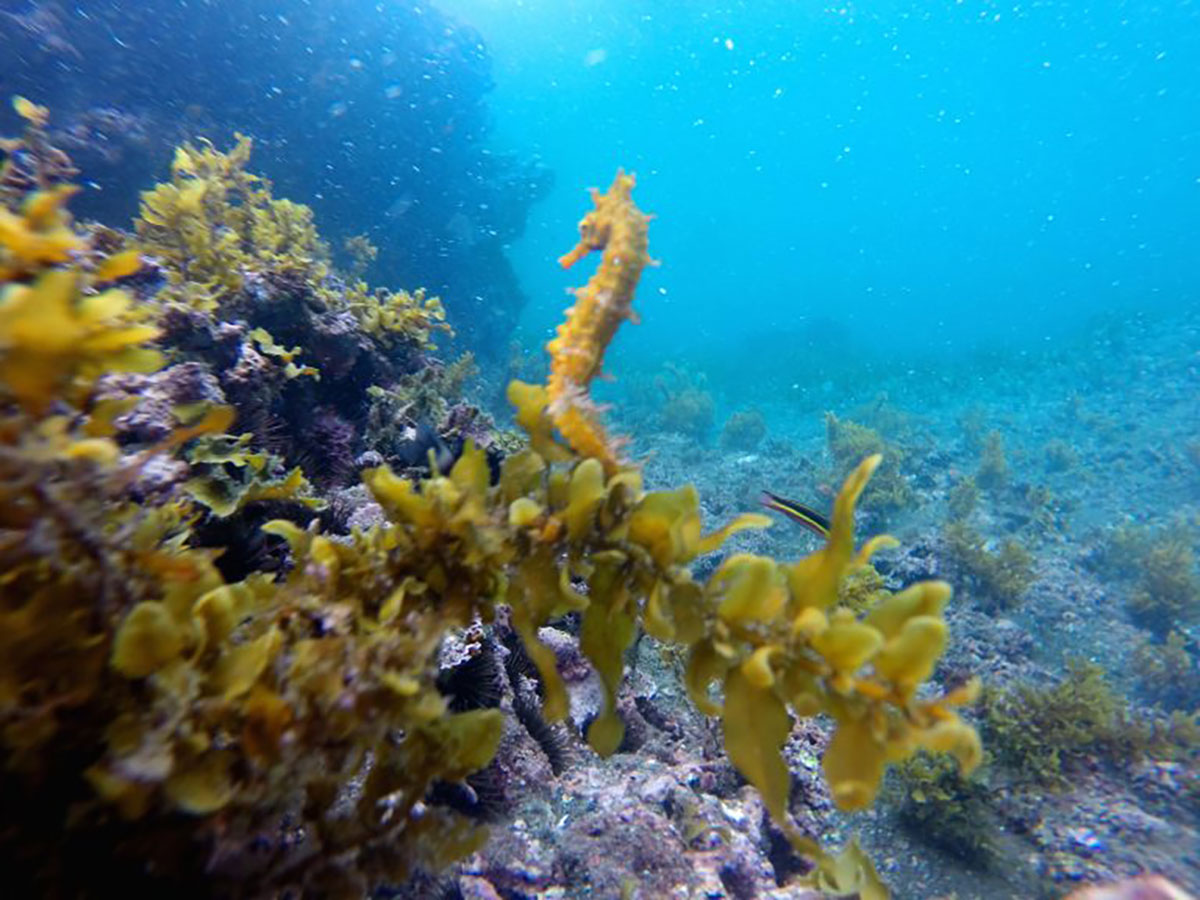Sea Horse Tangus Cove Galapagos