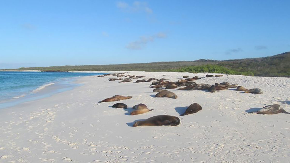 Sea Lions on Beach Espanola Galapagos