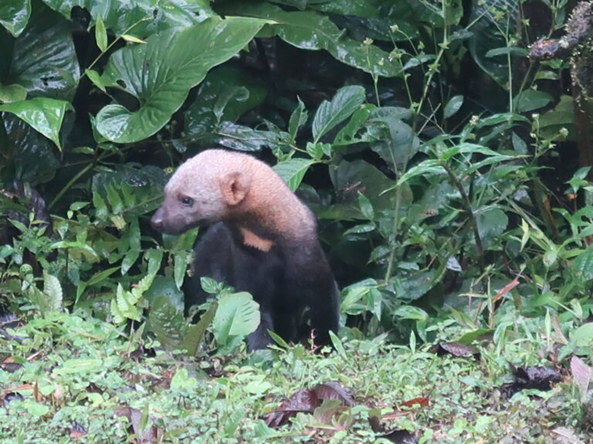 Tayra Mashpi Amagusa Mindo Cloud Forest Ecuador