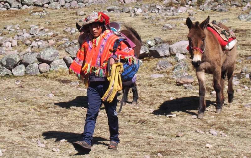 Lares boy in poncho with mules Peru