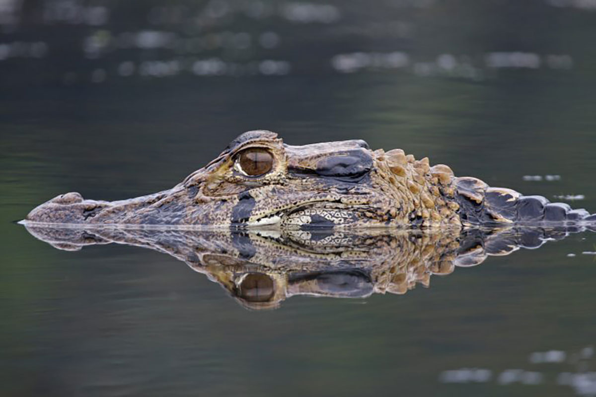 Caiman Amazon Rainforest Ecuador