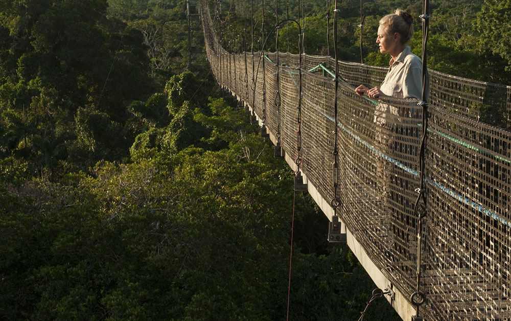 canopy walkway sacha lodge ecuador