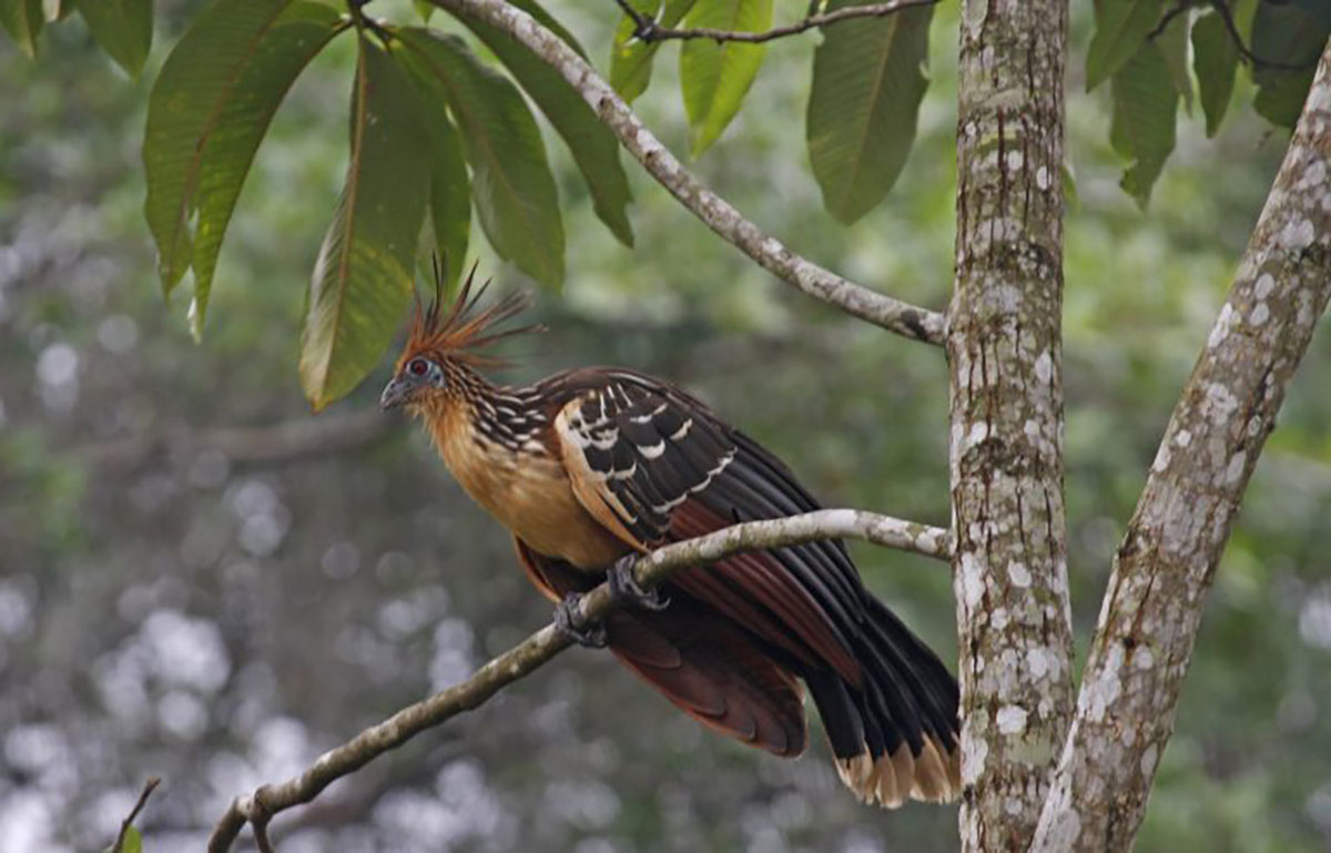 Hoatzin tree Ecuador