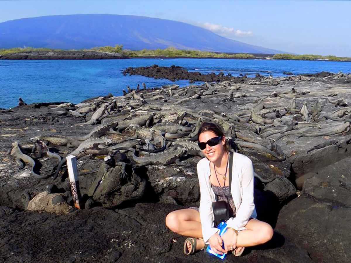 Marine Iguana colony on Fernandina island Galapagos