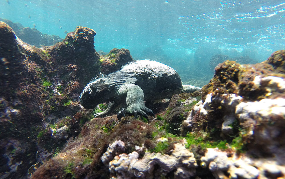 marine iguana underwater galapagos