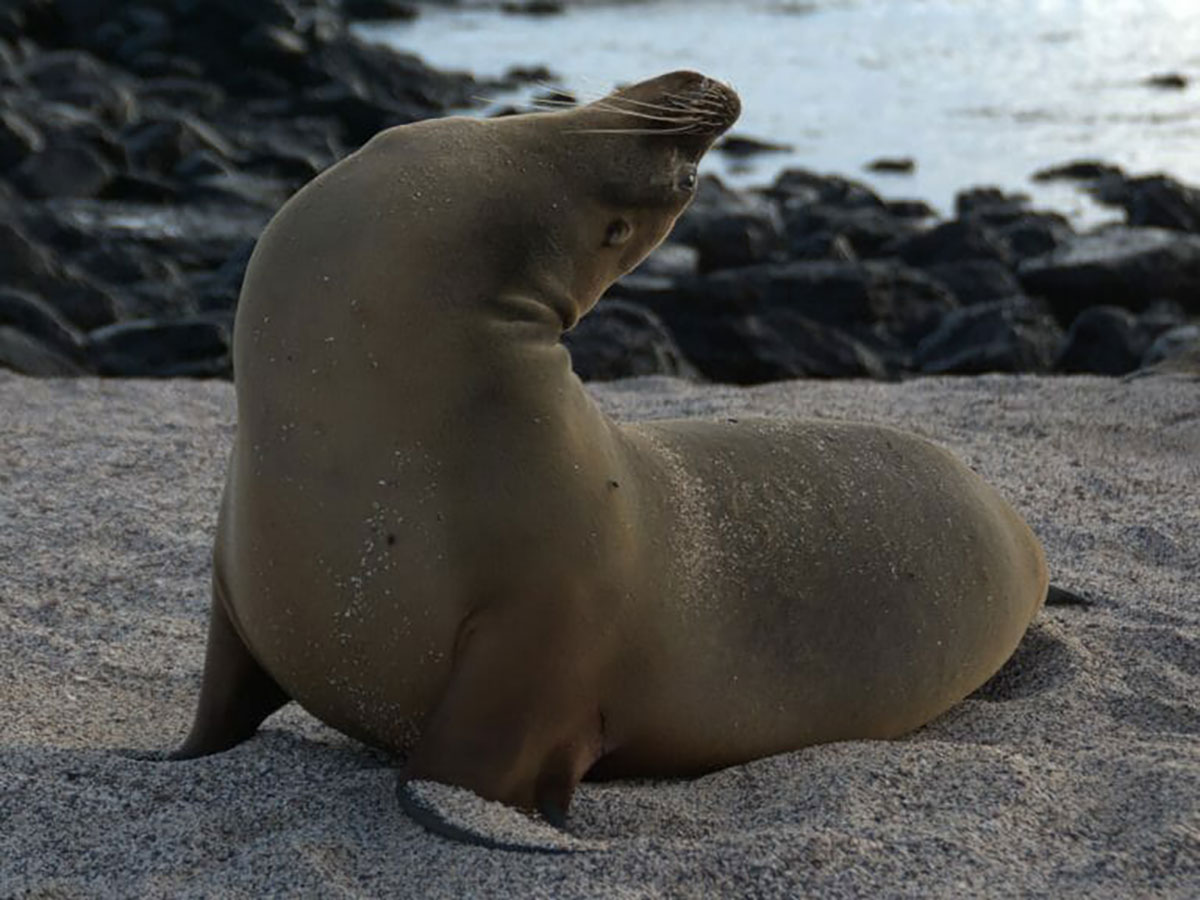 Sea lion stretch Galapagos
