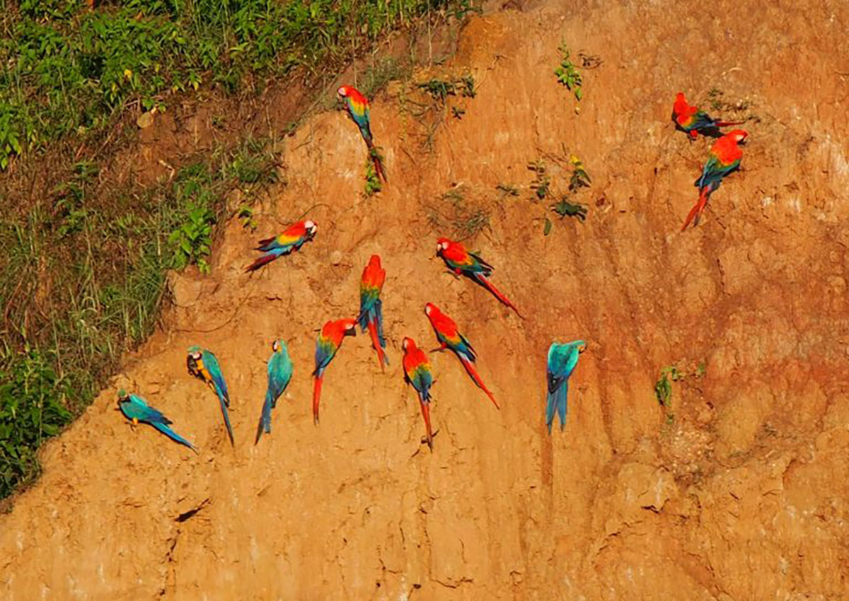 Macaw Clay Lick Tambopata Amazon Peru
