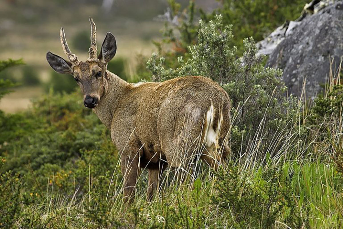 Huemul in Torres del paine Patagonia Chile